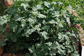Image result for Lavatera Silver Barnsley