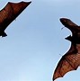 Image result for World's Biggest Bat