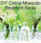 Image result for Catnip Mosquito Repellent