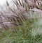 Image result for Miscanthus sinensis Red Chief