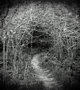 Image result for Dark Gothic Forest