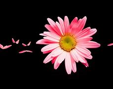 Image result for White and Pink Daisies Wallpaper