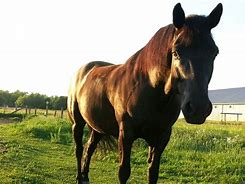 Image result for What Is a Canadian Horse