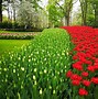 Image result for Tulip Festival Holland Netherlands