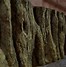 Image result for Manchineel Tree Bark