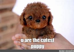 Image result for Cute Puppt Memes