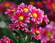 Image result for Awesome Nature Flowers