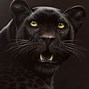 Image result for Black Cheetah Mix