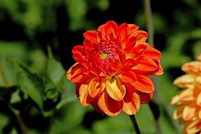 Image result for Orange Flower Photography