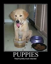 Image result for Cute Puppy Memes Funny