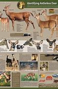 Image result for Deer Aging Poster