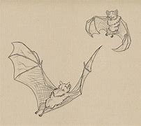 Image result for Pan Bat Line Drawing