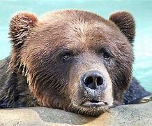 Image result for Crying Bear Meme