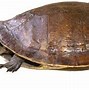 Image result for Pseudemydura Chelidae