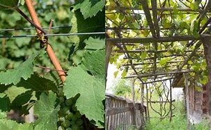 Image result for Grape Plant Support