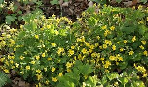Image result for Waldsteinia geoides