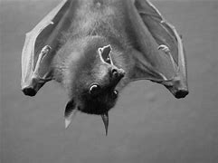 Image result for Bat Yawning
