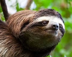Image result for Crazy Sloth Pics