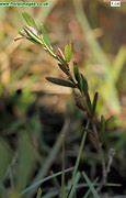 Image result for Andromeda Plant