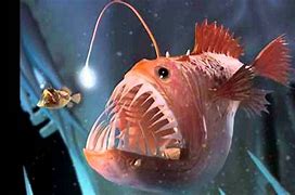 Image result for AnglerFish