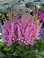 Image result for Astilbe Little Vision in Pink