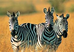 Image result for Zebra HD Wallpaper