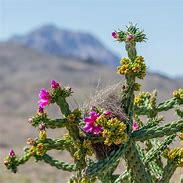 Image result for Pretty Desert Plants