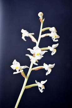 orchidee fiori appassiti le domande all esperto su orchidee orchidee fiori appassiti le domande all esperto su orchidee