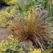 Image result for Carex buchananii