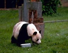 Image result for Giant Panda Poster