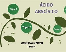 Image result for absciso�n