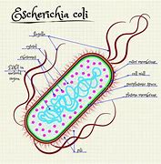 Image result for E. Coli Bacteria Drawing