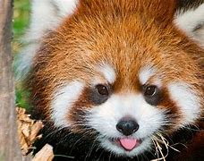 Image result for Red Panda Animal