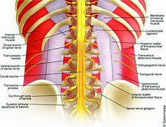 Image result for Spinal Cord Nerve Anatomy
