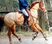 Image result for Persian Horse