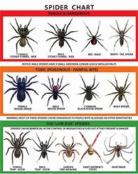 Image result for Flat Black Spiders Australia