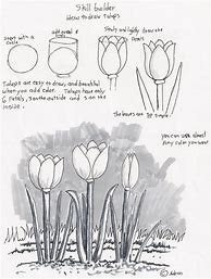 Image result for Drawing Tutorials for Beginners