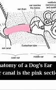 Image result for Wart On Dog's Ear