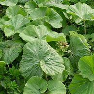 Image result for Petasites albus