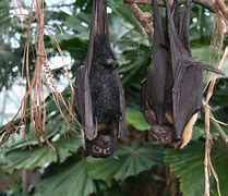 Image result for Rainforest Bats