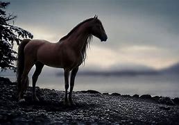 Image result for Amazing Horse Wallpapers