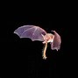 Image result for Flying Bat Front