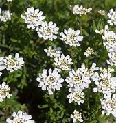 Image result for White Flowering Ground Cover