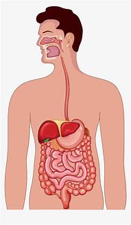 Image result for Digestive System Clip Art