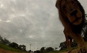 Image result for Lion vs GoPro