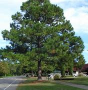 Image result for Southern Yellow Pine Identification