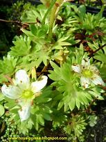 Image result for Saxifraga arendsii Highlander White and Red