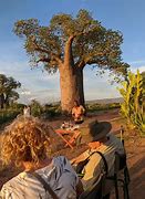 Image result for Bizarre Upside Down Tree