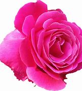 Image result for Pink Rose Transparent Background