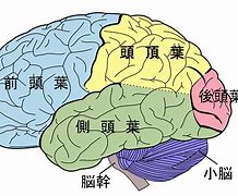 Image result for Brain Watercolor PNG